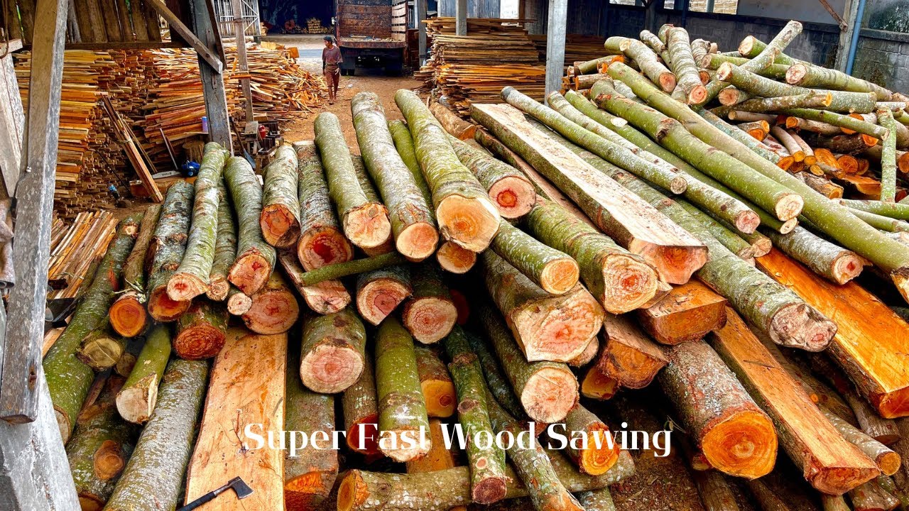 Speechless! Seeing Super Wadang Wood Ready for Sawing