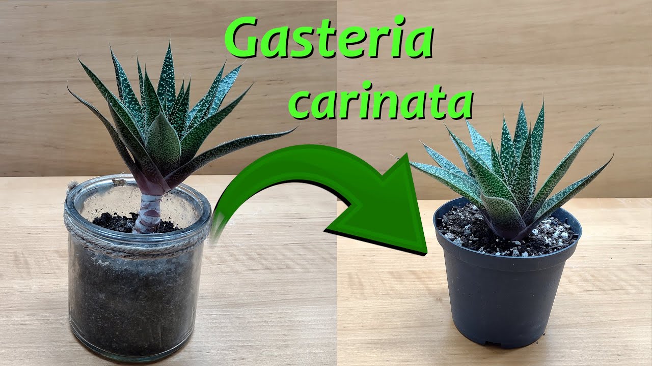 Gasteria carinata - neu eintopfen
