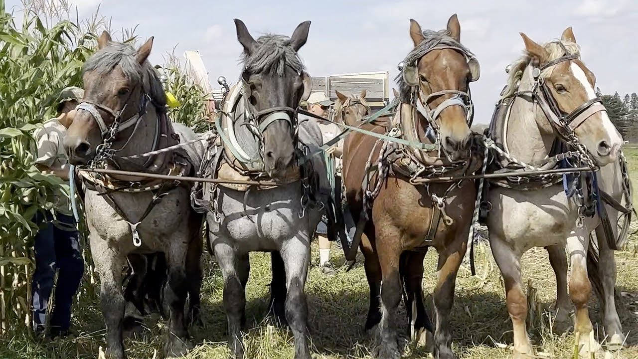 American Brabant Association Field Day 1 (2021)