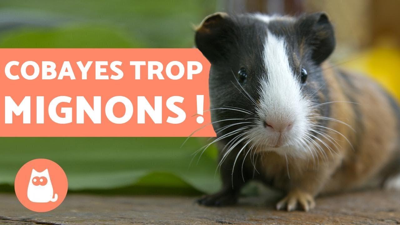 VID&Eacute;O DE COCHONS D'INDE 🐹 dr&ocirc;les, qui jouent et adorables