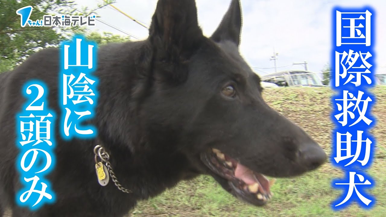 【山陰にたった２頭】災害現場の最前線で命を救う国際救助犬【救助の砦】
