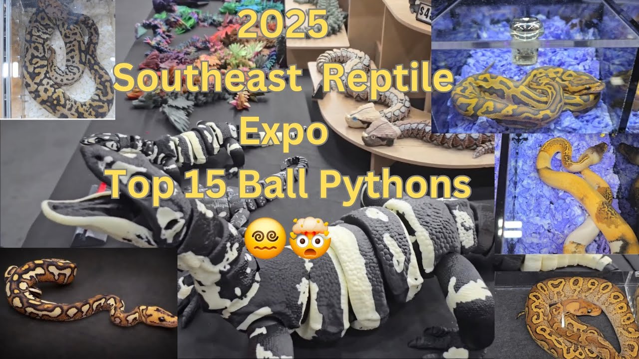 2025 Southeast Reptile Expo Ball python countdown