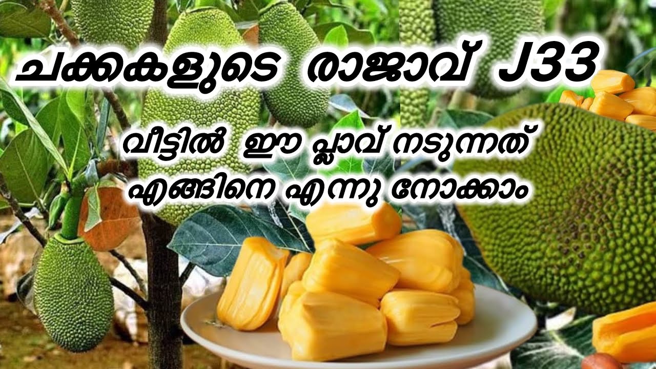 ചക്കകളുടെ രാജാവ് j33 എങ്ങിനെ നടണമെന്ന് നോക്കാം #jackfruit #j33#agriculture