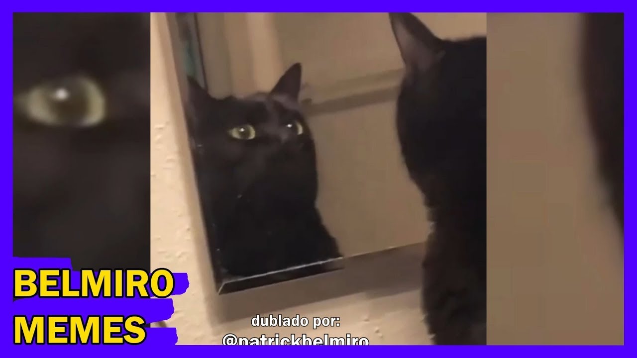 Belmiro Memes: Dublagens de animais engra&ccedil;ados - Epis&oacute;dio 581