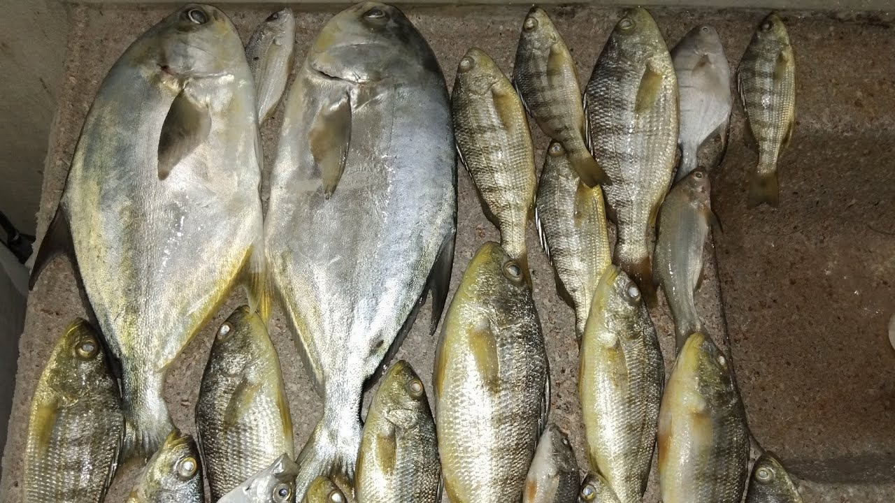Muitos peixes em Morro Branco - Ceará 
