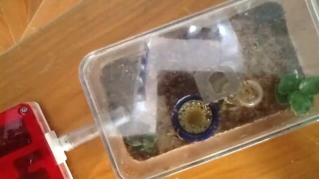 Solenopsis geminata feeding time lapse on ants r us protein shakes