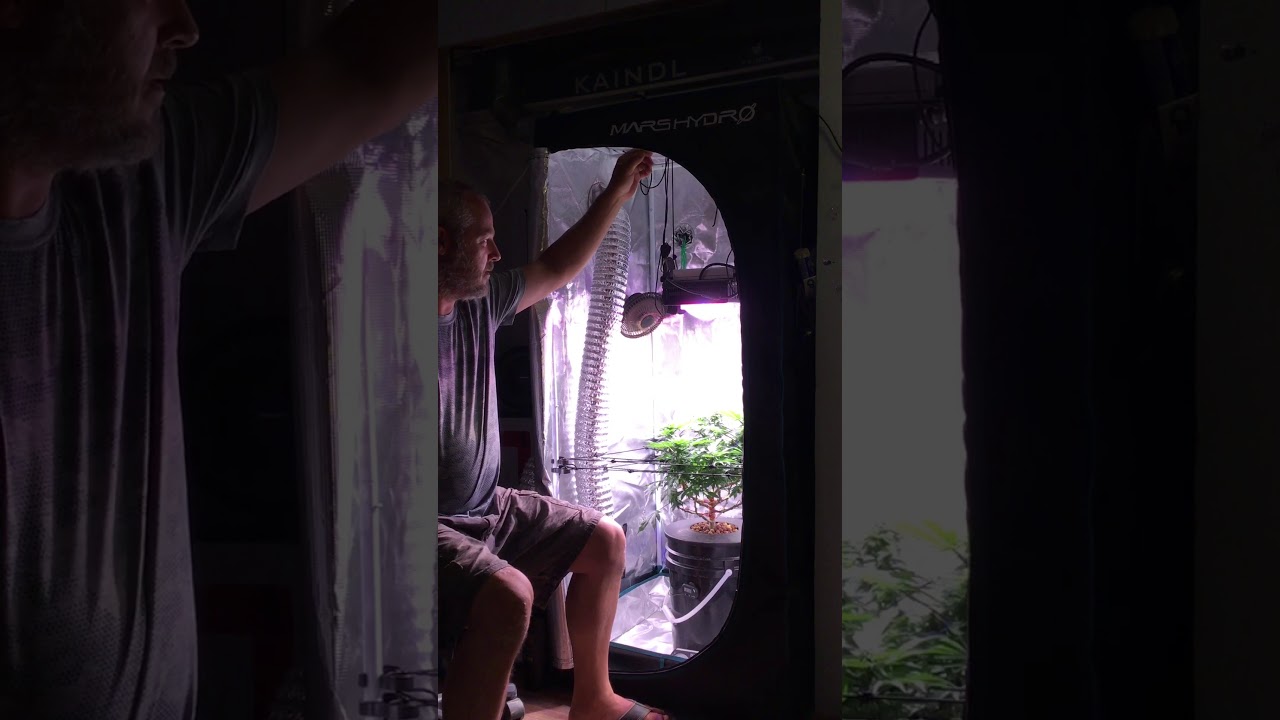 Mantis Buffered Nutrient test/ Mars Hydro Grow Tent Cree Cob