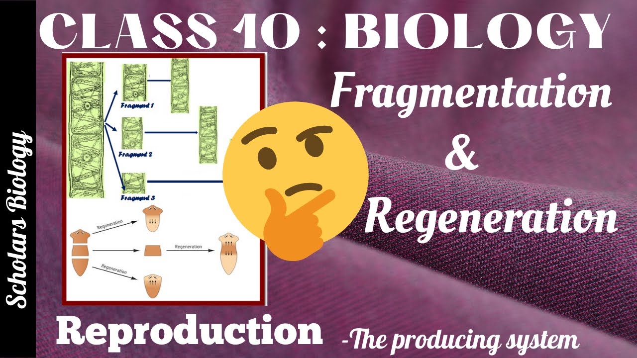 Class 10 Biology-Reproduction-Asexual Reproduction-Fragmentation & Regeneration