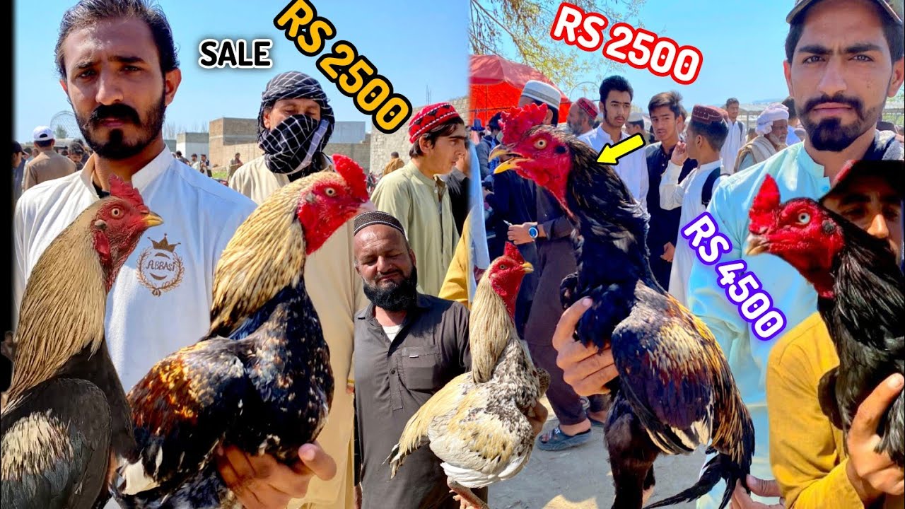 Aseel murga mandi|sasty murge Aagye|Haripur mandi|murga mandi|