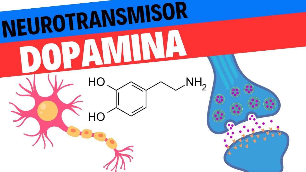 Fisiología de la Dopamina. Neurociencias 10