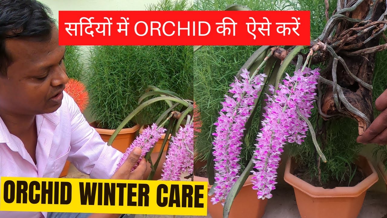 Orchid winter care | कैसे करें जब ठण्ड में आर्किड का पौधा डॉर्मेंसी में चला जाता है | Orchid care