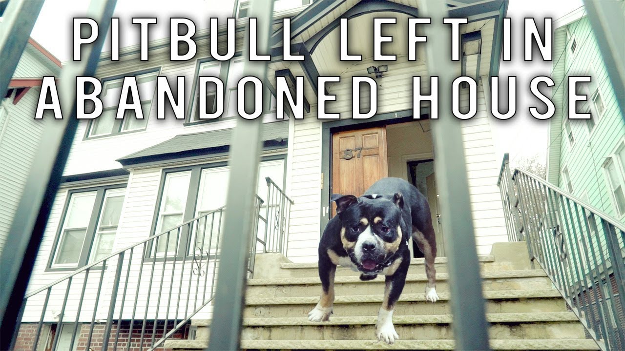 Pitbull Left In Abandoned House | New York Bully Crew