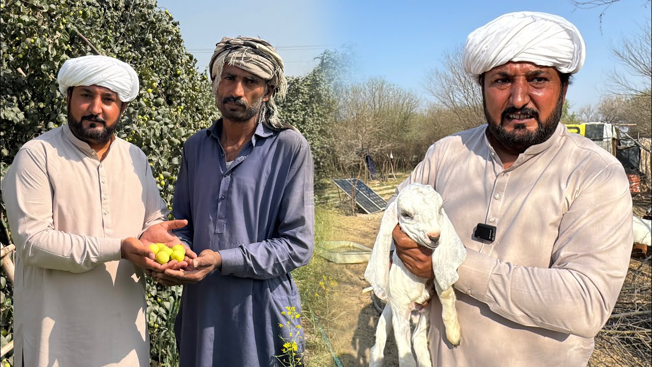 Bair da baagh | Kikkar da jungle | Bahawalpur cholistan | Anjum Saroya