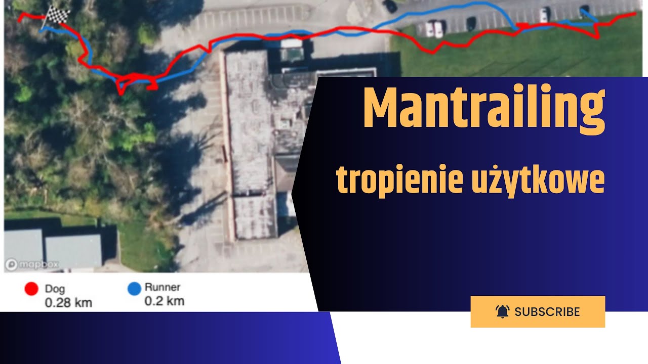 Owczarek niemiecki 14 miesięcy - analiza treningu mantrailing, tropienie użytkowe