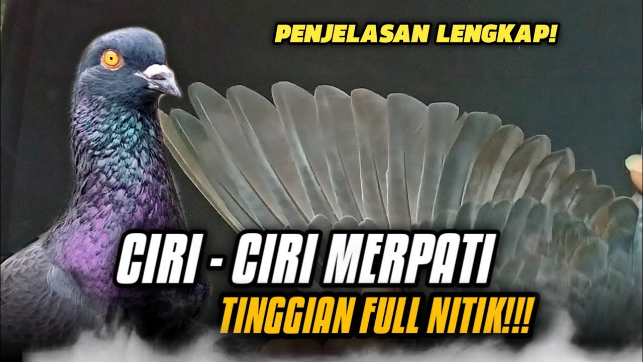 WAJIB SIMAK!! CIRI - CIRI MERPATI TINGGIAN FULL NITIK‼️