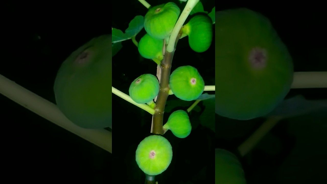 JENIS BUAH TIN PALING CEPAT BERBUAH..  #shorts #duniahobi #ara #fig #buahsurga #figtree