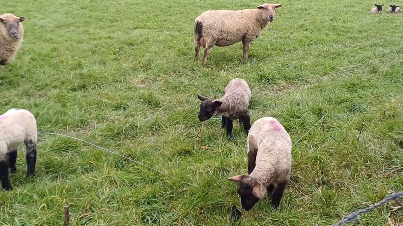 SOUNDS OF NATURE. Sheep in the pasture. #relaxsounds #soundsofnature