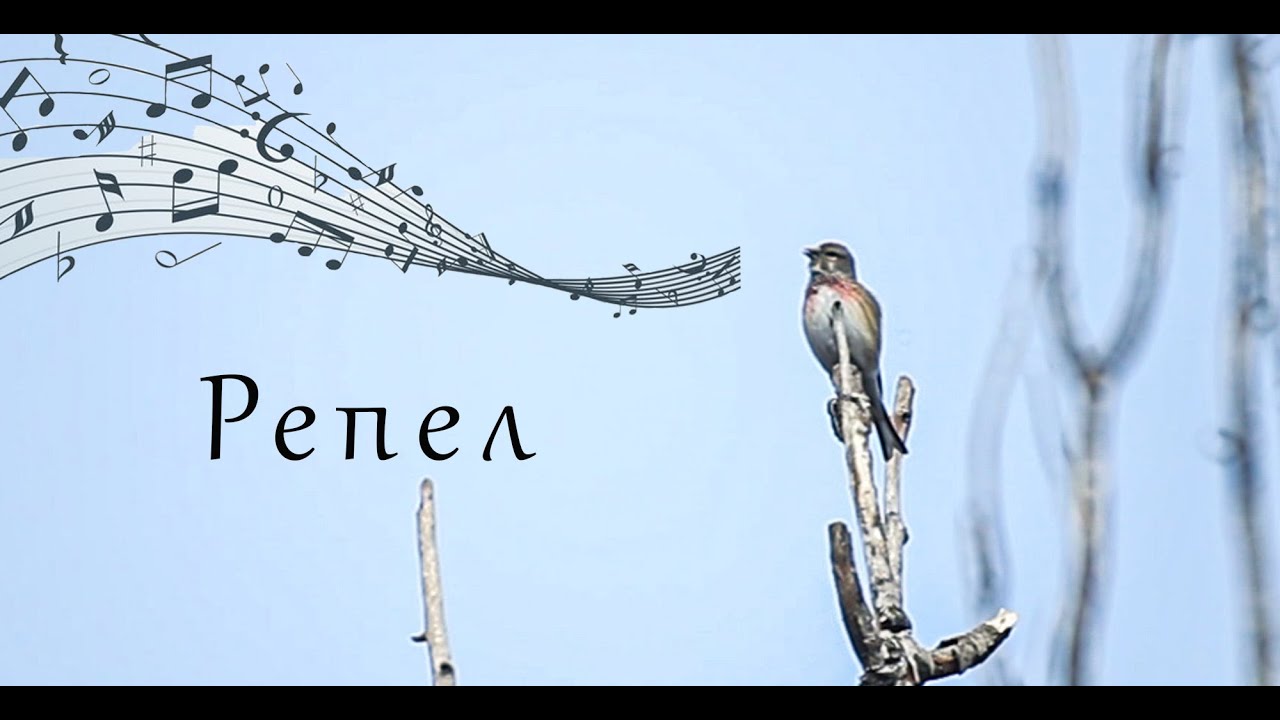 Репел / Коноплянка / певчие птицы / linnet