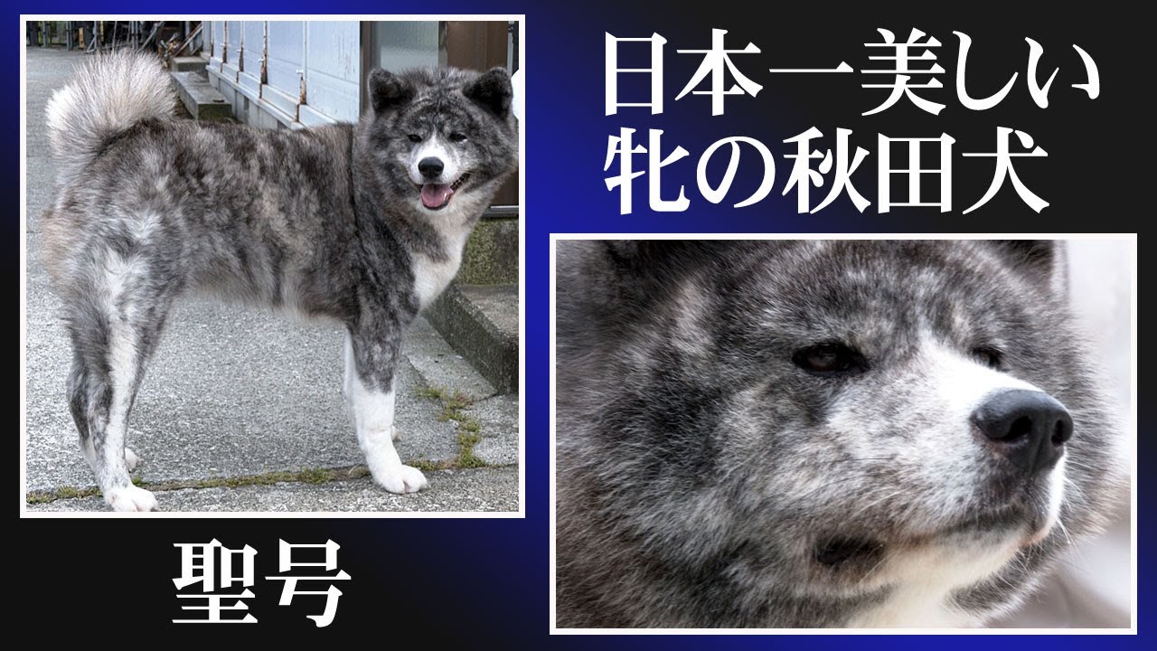 日本一美しい牝の秋田犬「聖号」