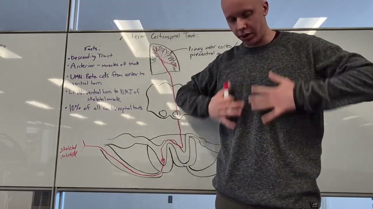 Anterior Corticospinal Tract
