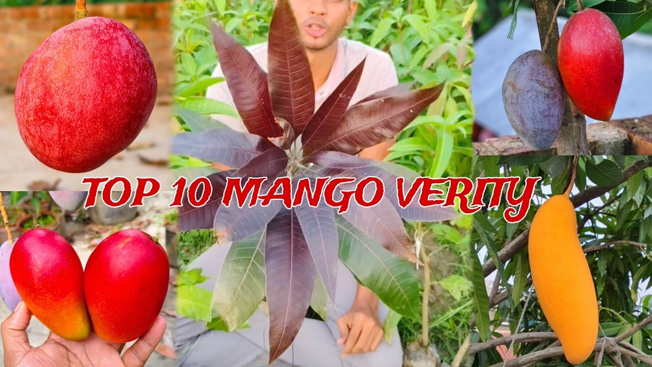 Top 10 mango varieties in india | Best mango plant nursery in india 