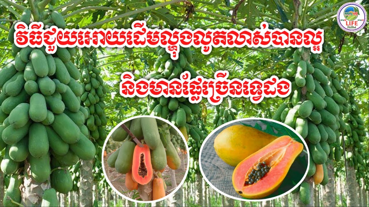 វិធីធ្វើអោយដើមល្ហុងលូតលាស់ល្អ និងមានផ្លែច្រើទ្វេដង / How to Make Papaya Grow Well with Double Fruit