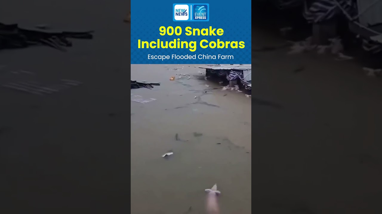 900 Snakes Including Cobras Escape Flooded China Farm