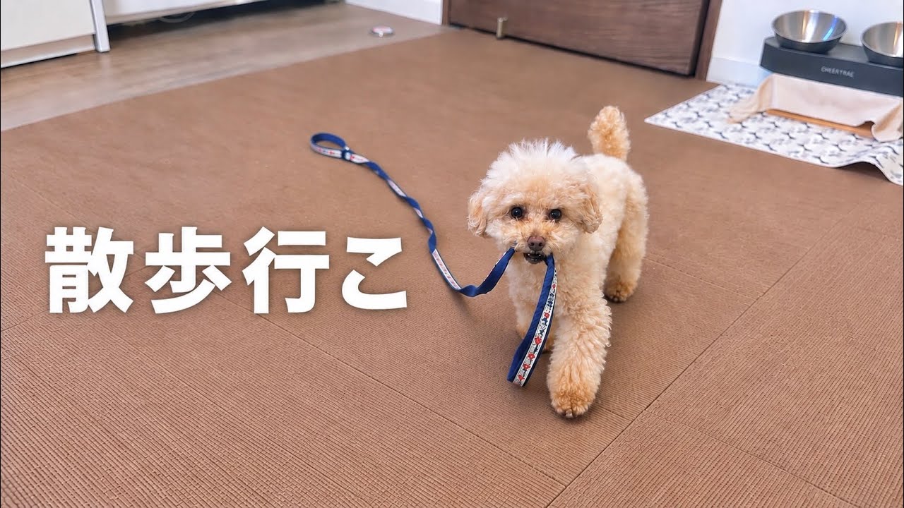 散歩の時間になると自分から誘いに来るトイプードル