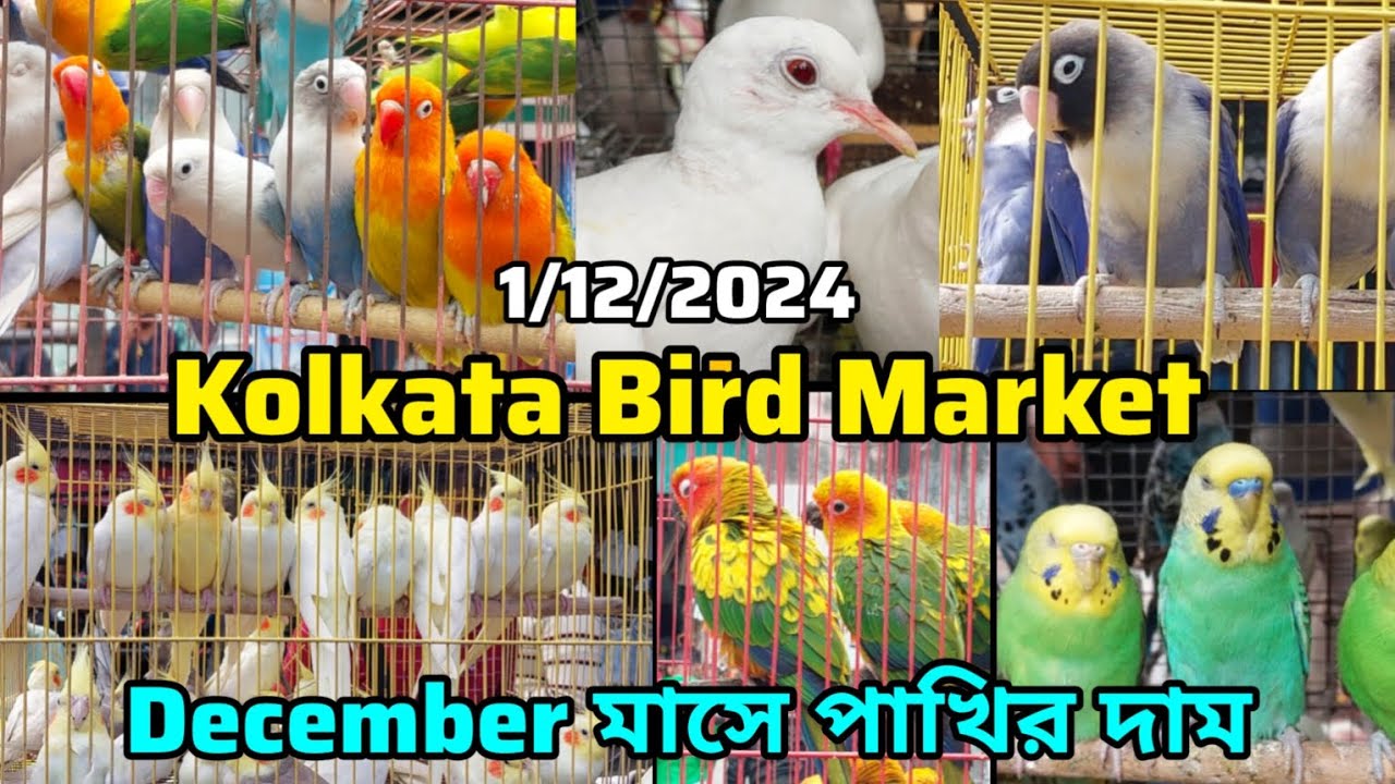 ডিসেম্বরে পাখির Price Update | Kolkata Bird Market | Gallif Street Pet Market| Exotic Bird 1/12/2024