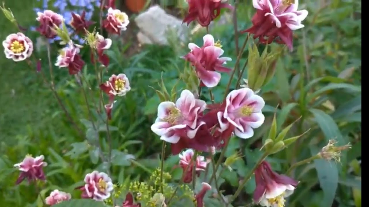 Haseki Küpesi (Colorado Columbine, Aguilegia) Bahcemdeki Yeni  Fideler