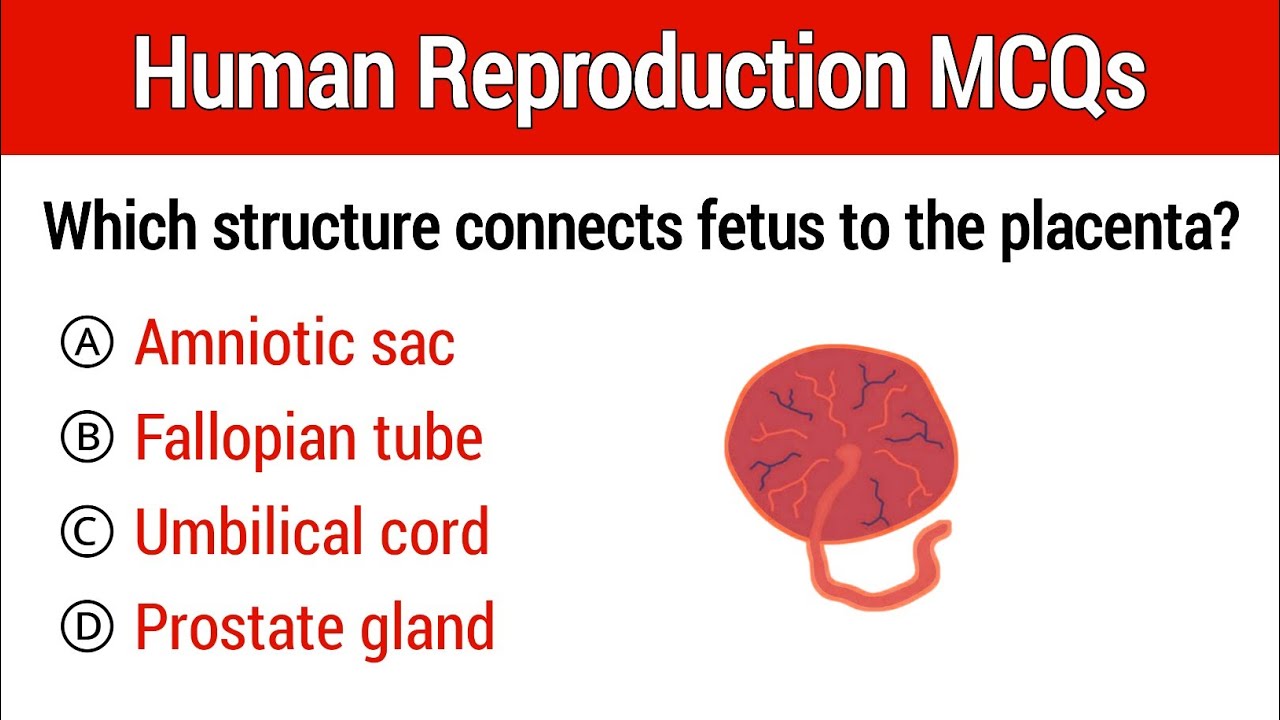 Human reproduction Mcqs | Reproductive system mcq