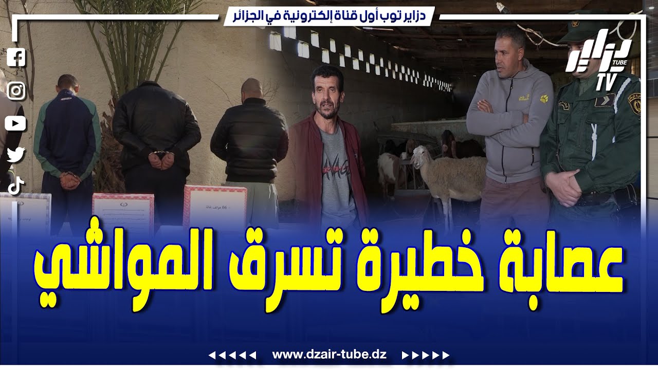 #شاهد..روبورتاج خاص..الدرك الوطني بعين بوزيان ب#سكيكدة في توقيف عصابة سرقة المواشي
