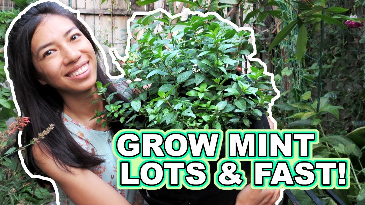 Tips To Grow Lots of Mint Fast + Mint tasting!