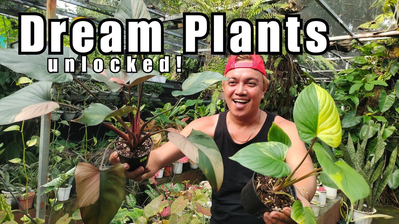 MY DREAM PLANTS ARE UNLOCKED! | VARIEGATED HOMALOMENA ARE  CHEAP NOW!