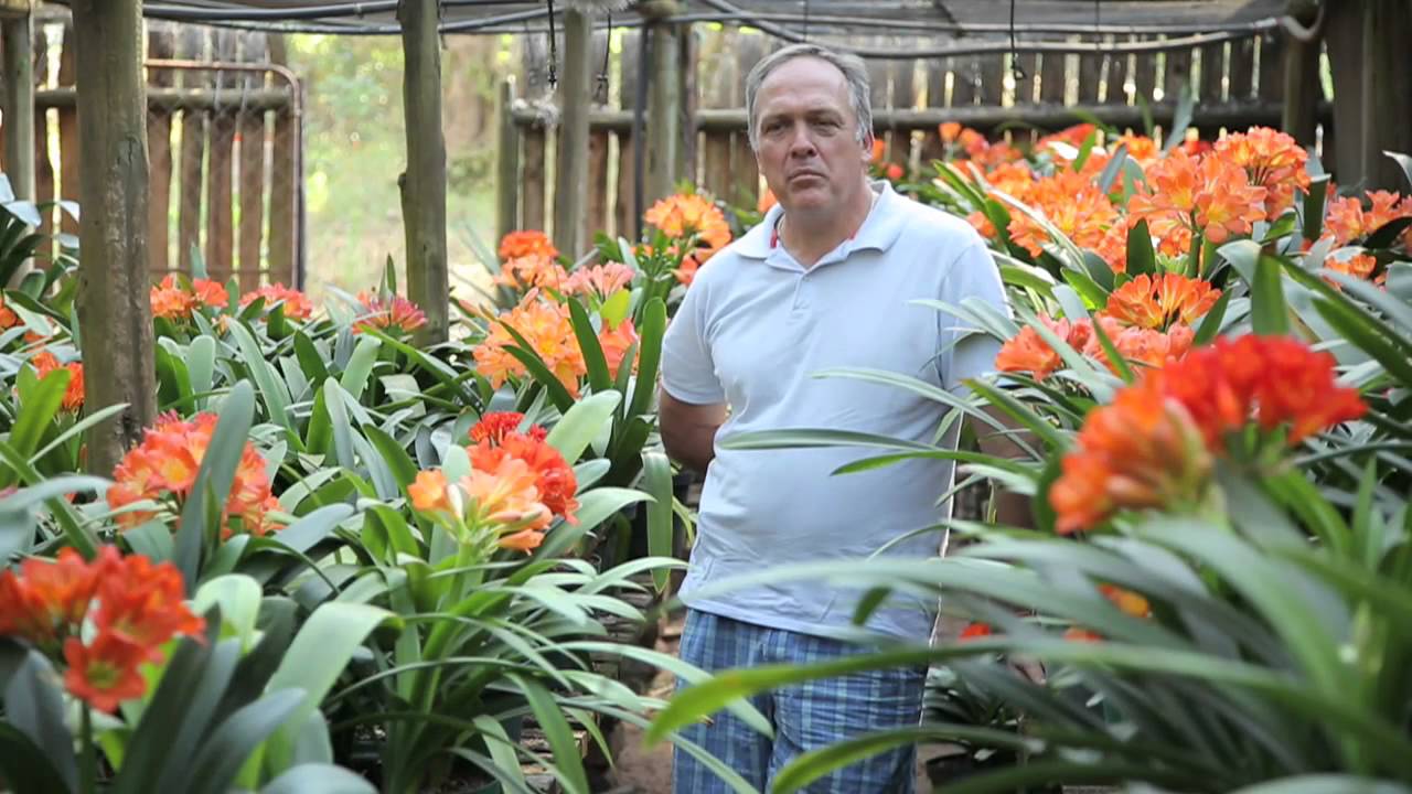 Dagbreek: Kweekhuis - Clivias