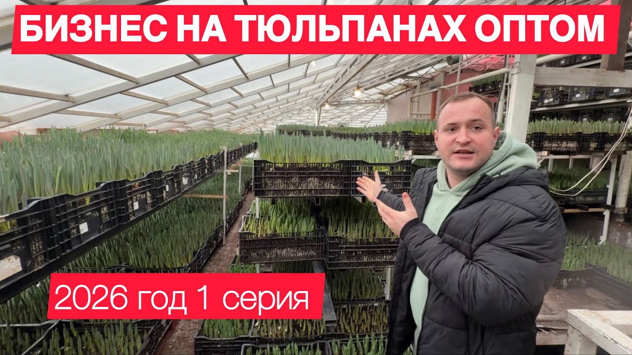 ТЮЛЬПАНЫ ОПТОМ НА 8 МАРТА В 2026 ГОДУ / часть 1