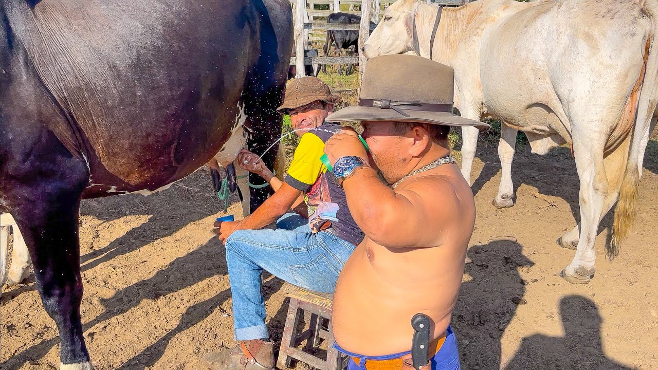 VAQUEIRO ESPIRRA LEITE DA VACA EM PILILIU | PILILIU DA RESENHA