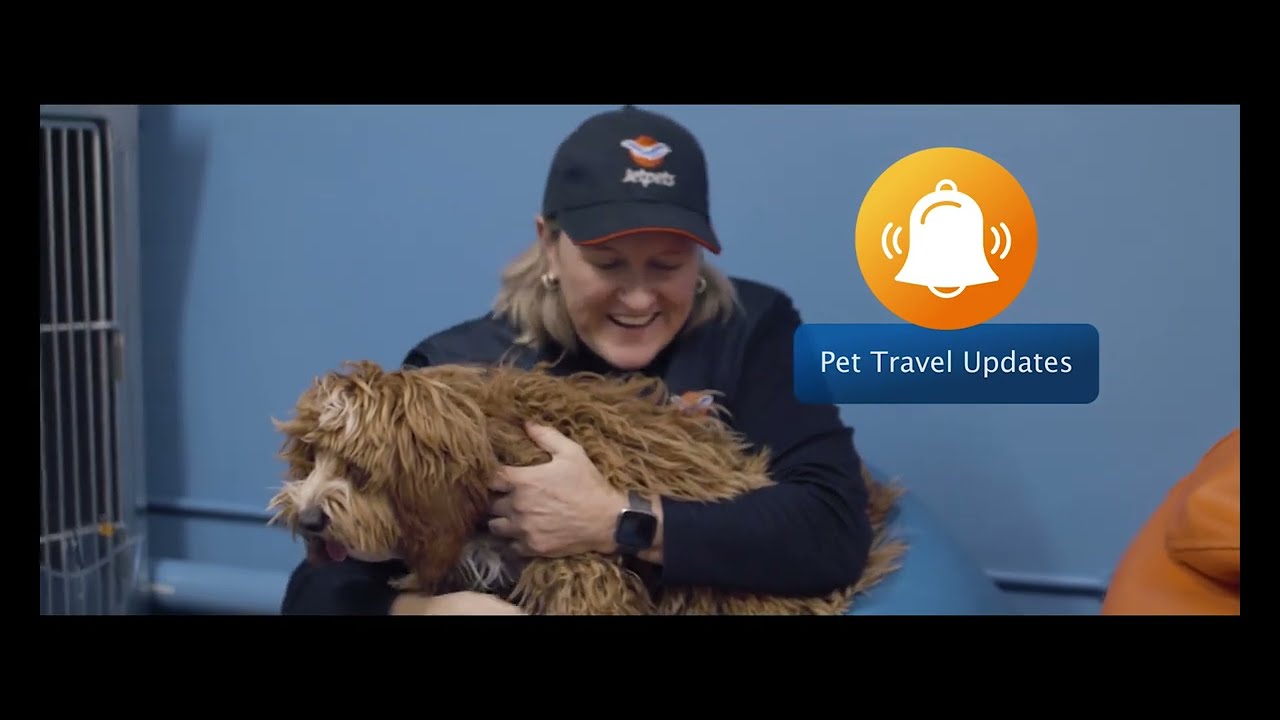 Overseas Pet Travel with Jetpets 2023 - How it all works!
