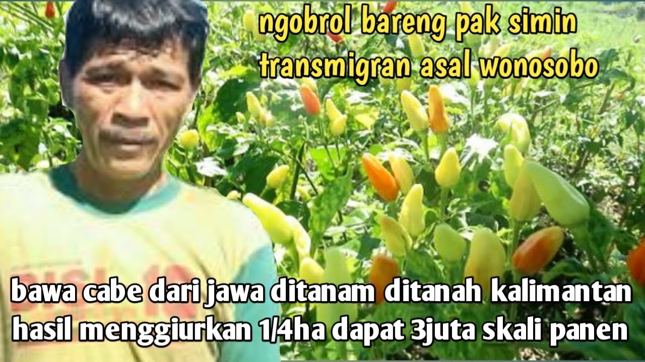 PAK SIMIN SUKSES JADI PETANI CABE DI TRANSMIGRASI KALIMANTAN