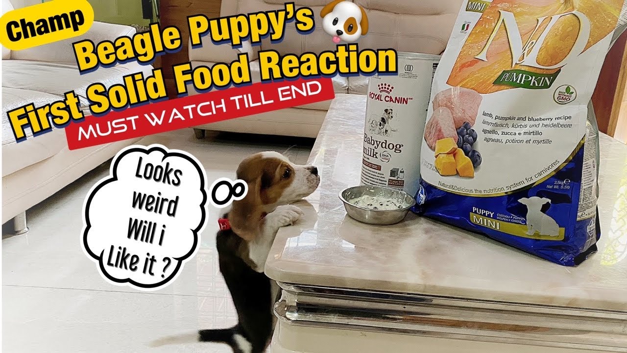 Beagle Puppy 's First Solid food Reaction | Later was very upset wit me , Must watch till End #Vlog5