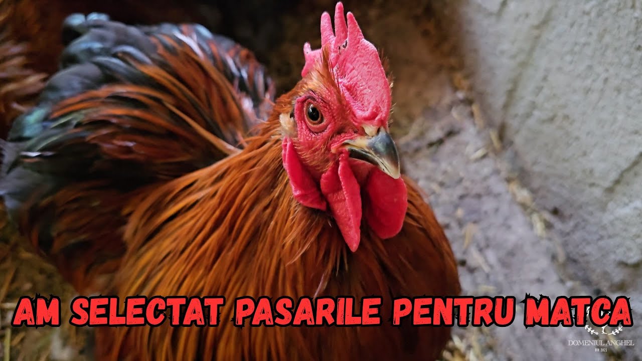 AM ADUS 7 PASARI IN FERMA LA CARE NU NE ASTEPTAM