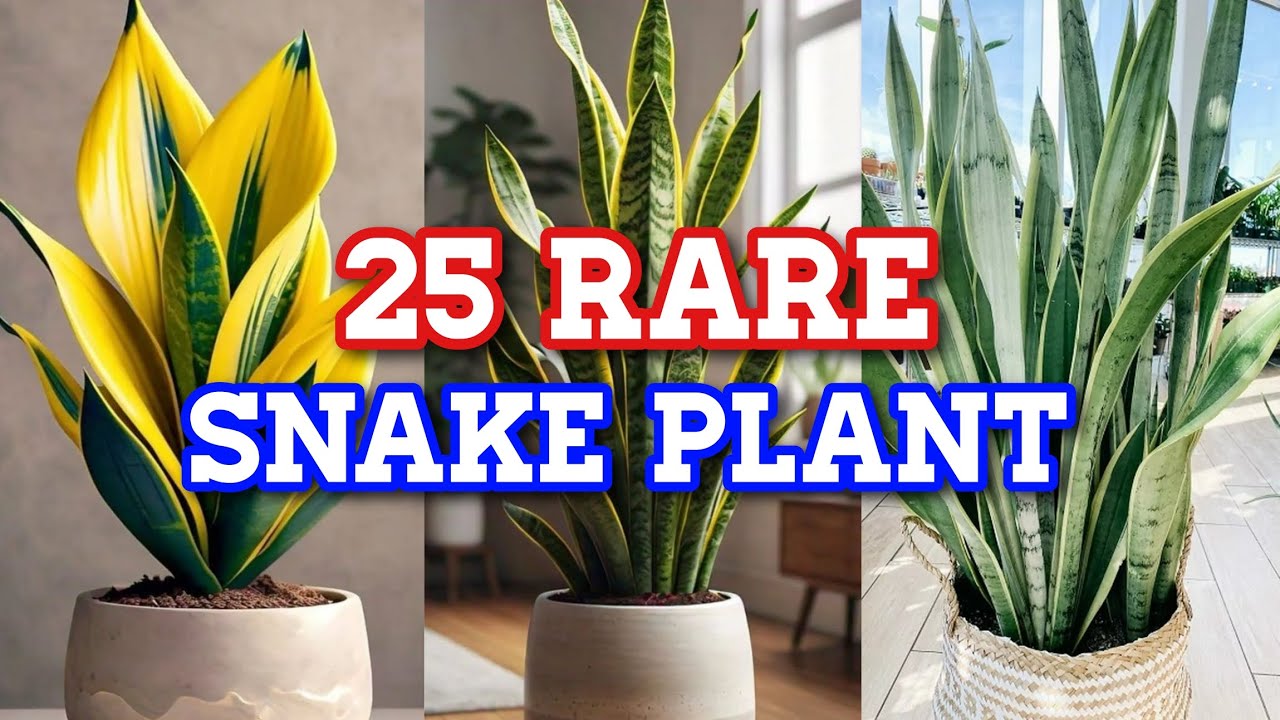 25 RARE SNAKE PLANT Varieties with Names | Low Sunlight Indoor Plants | CLASSIFICATION WITH NAMES