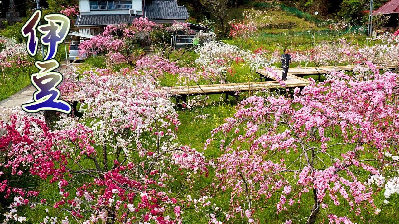 SHOZUOKA【【Private Residence】weeping peaches of Rendaiji and the rice field at Matsuzaki-cho. #4K