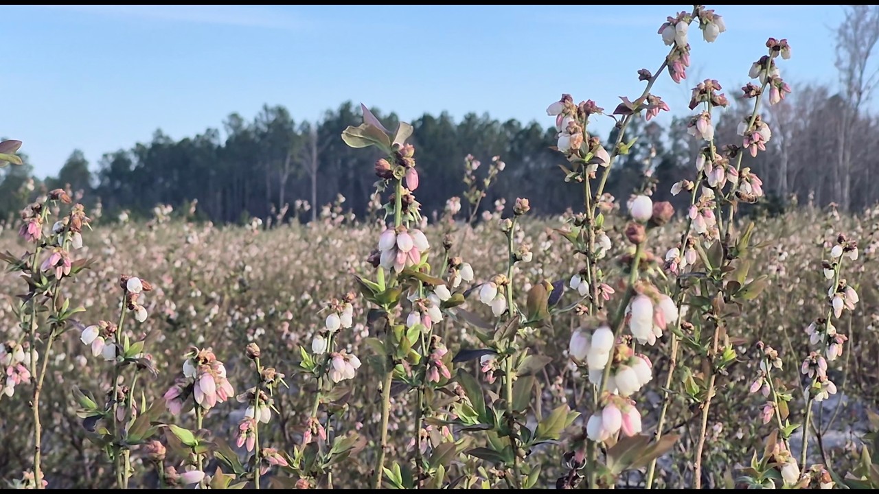 Listen to the Bees in our Blueberry Blooms