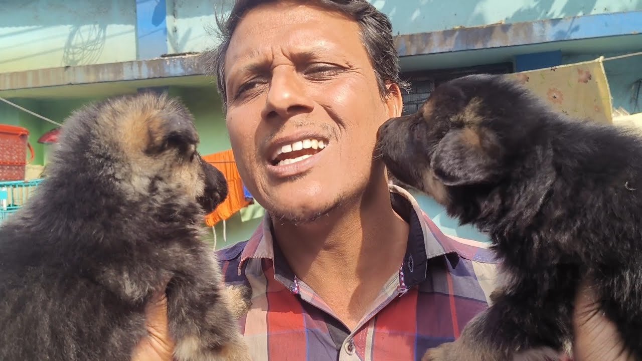 RECENT DOG PUPPY PRICE UPDATE| GALLIF STREET PET MARKET KOLKATA | CHEAPEST PRICE| 1st MARCH 2026