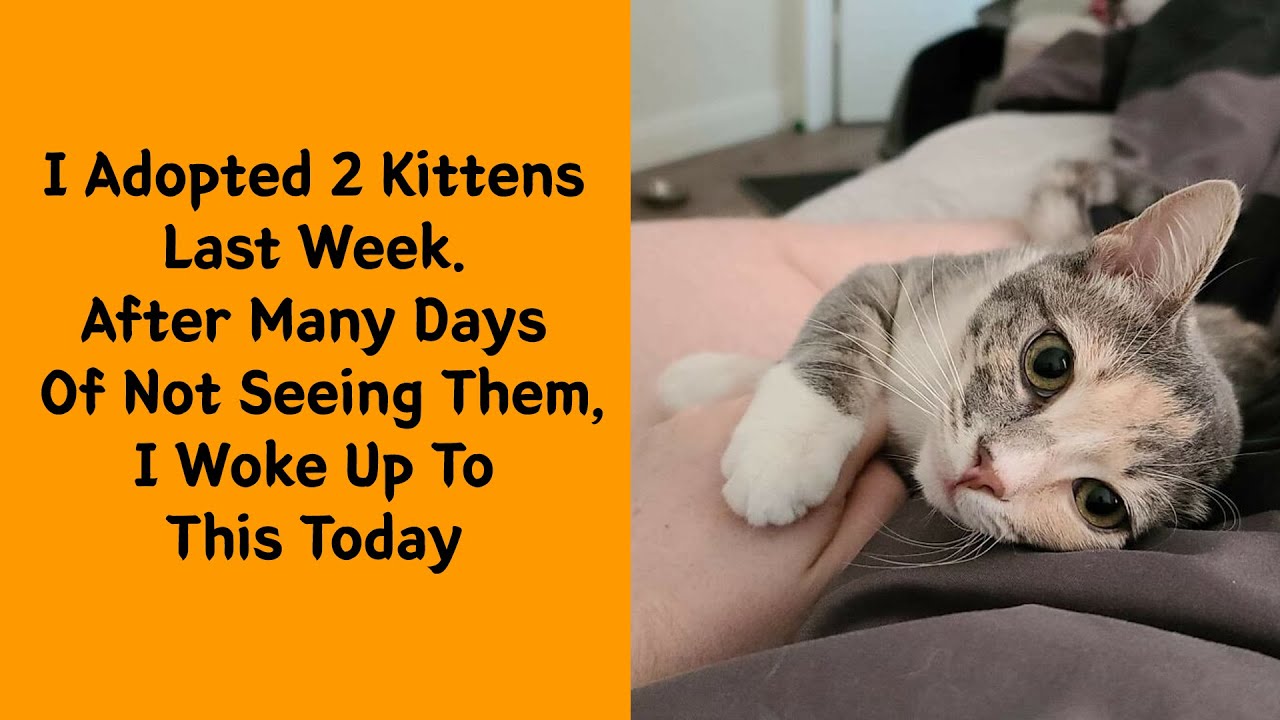 50 Once Abandoned Pets Who Finally Found Their Happy Ending
