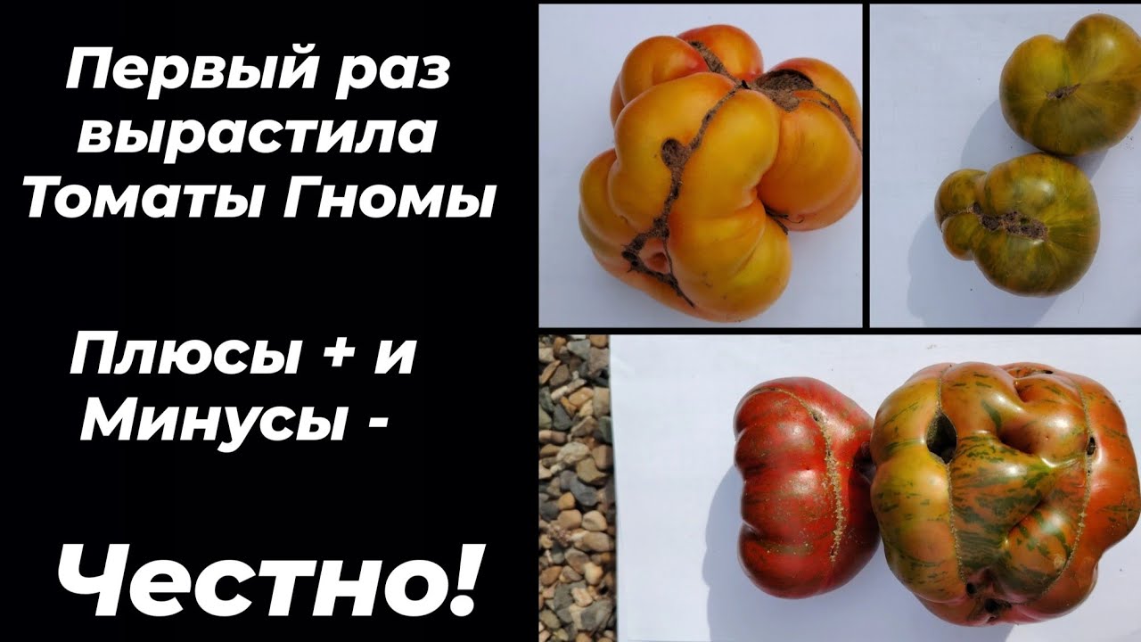 ТОМАТЫ ГНОМЫ. Стоит ли выращивать?Покажу, что выросло у меня. Я в шоке от китайских сортов!! 