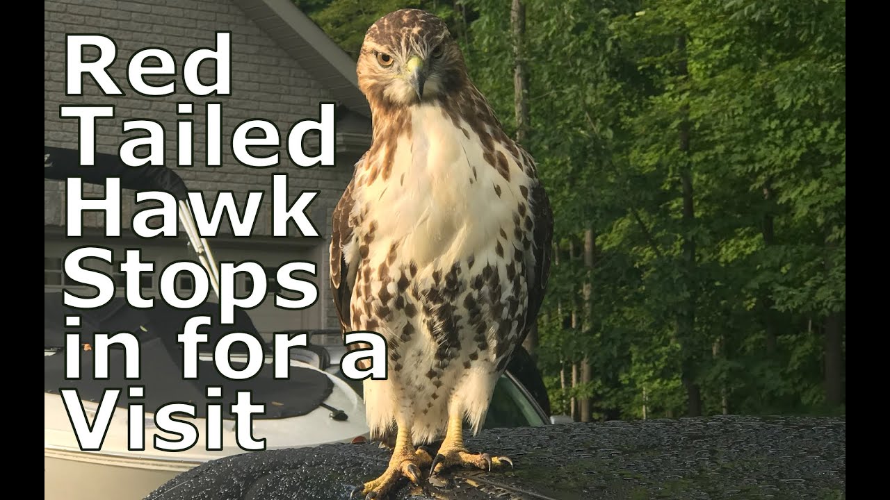 Red Tailed Hawk?  Unusual behaviour.