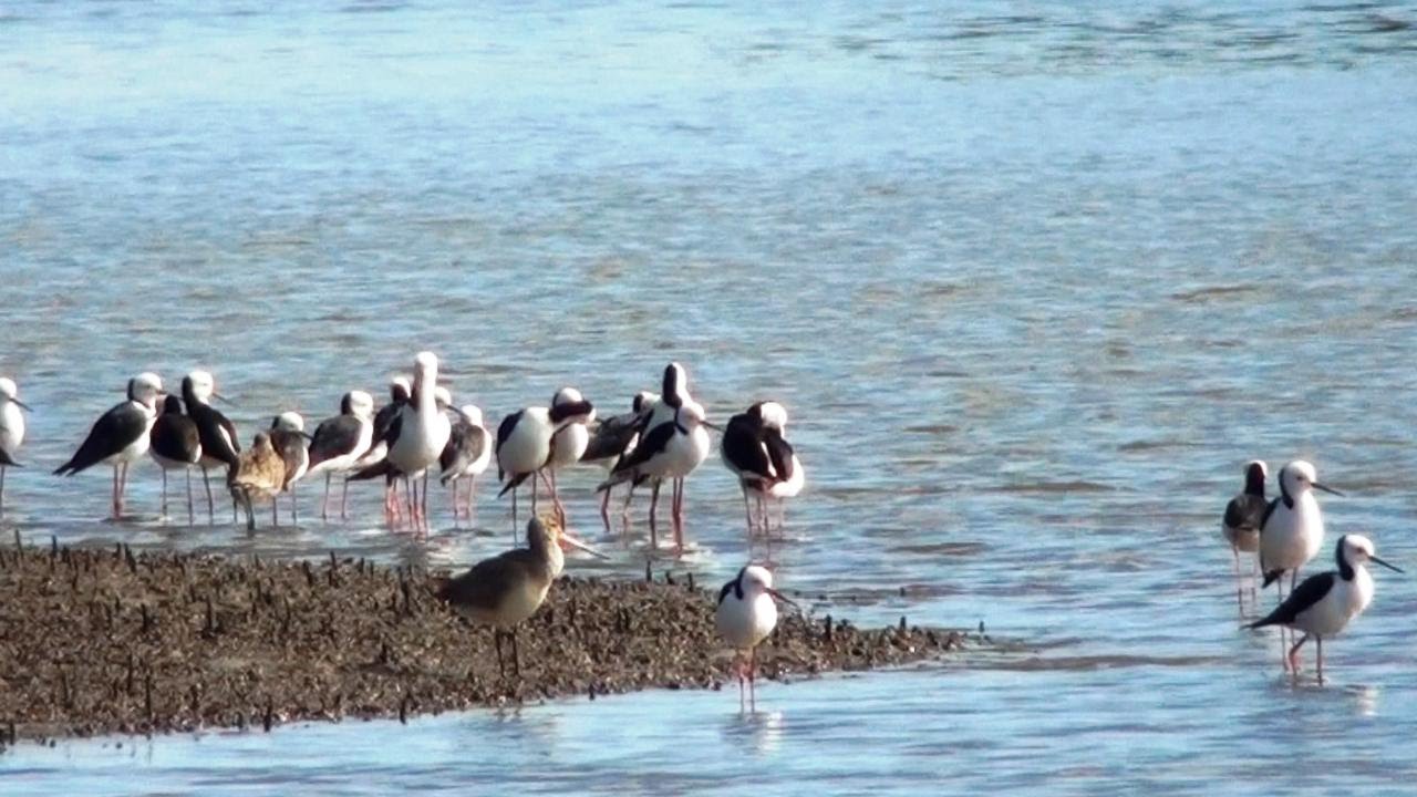 Black-winged Stilts at Hunter estuary