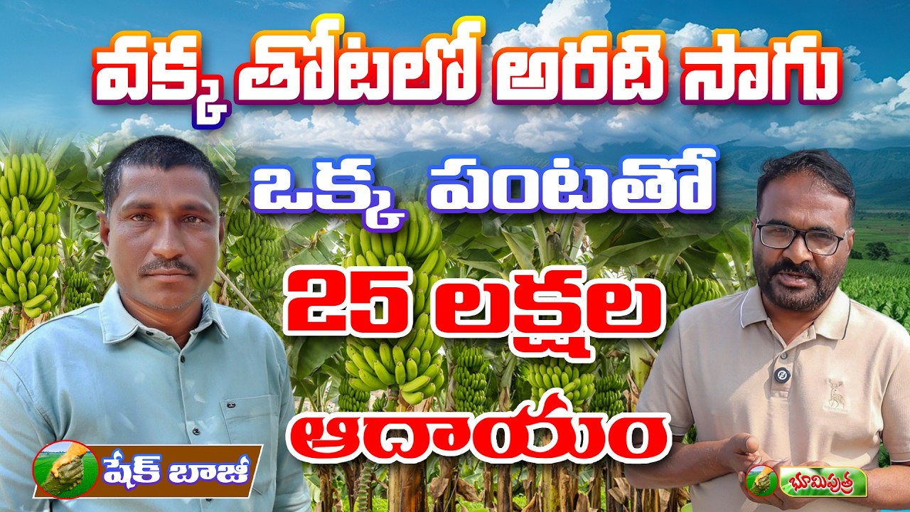 వక్క తోటలో అరటి సాగు | bhumiputhra telugu
